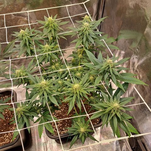 Jack Herer growlog timeline photo
