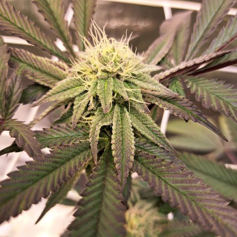 Gelato Kush growlog timeline photo