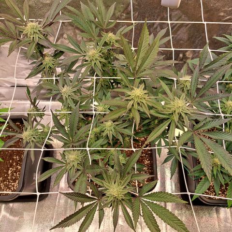 Gelato Kush growlog timeline photo