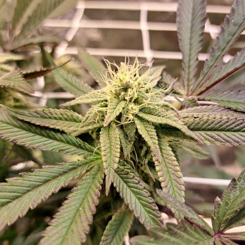 Gelato Kush growlog timeline photo