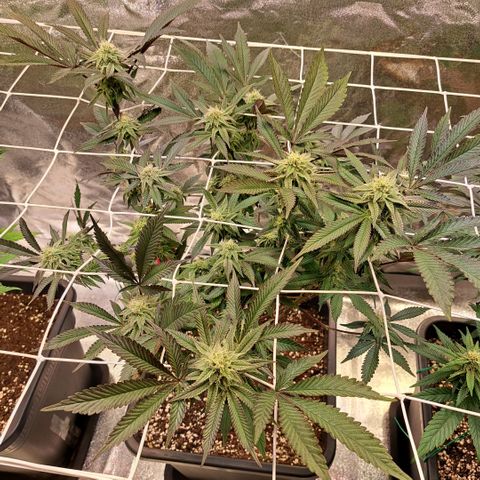 Gelato Kush growlog timeline photo