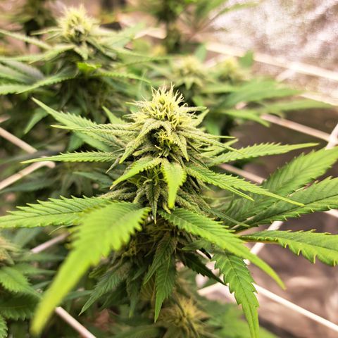 Bruce Banner growlog timeline photo