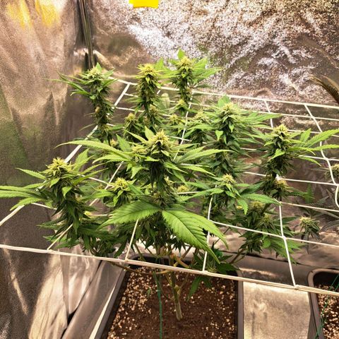 Bruce Banner growlog timeline photo