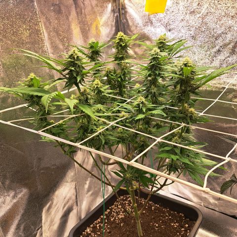 Bruce Banner growlog timeline photo