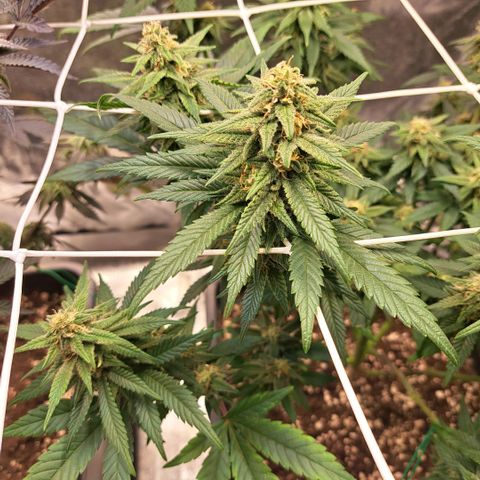 Jack Herer growlog timeline photo