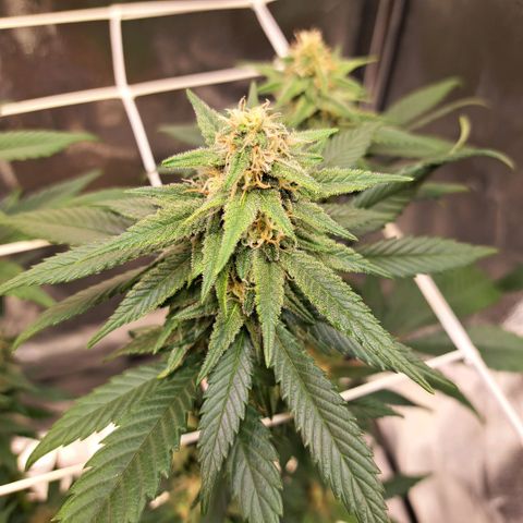 Jack Herer growlog timeline photo