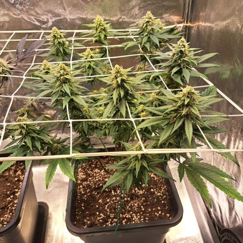 Jack Herer growlog timeline photo