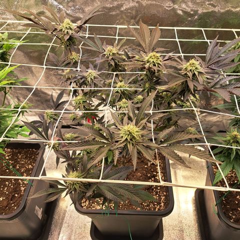 Gelato Kush growlog timeline photo