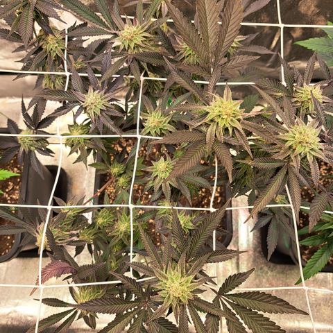 Gelato Kush growlog timeline photo