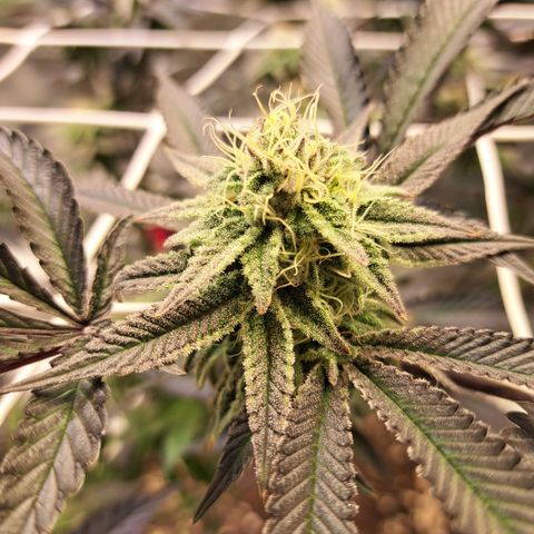 Gelato Kush growlog timeline photo