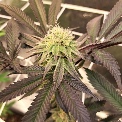 Gelato Kush growlog timeline photo