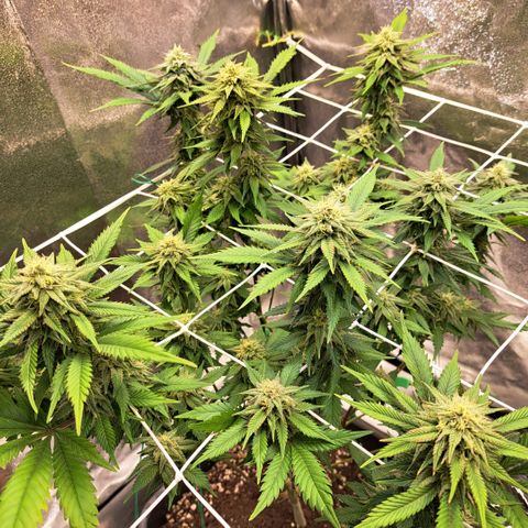 Bruce Banner growlog timeline photo