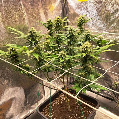 Bruce Banner growlog timeline photo