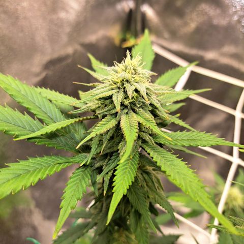 Bruce Banner growlog timeline photo