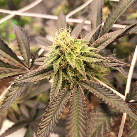 Gelato Kush growlog timeline photo