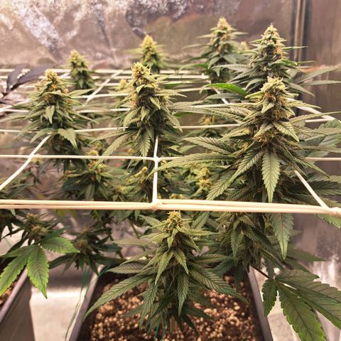 Jack Herer growlog timeline photo