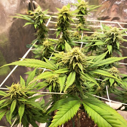 Bruce Banner growlog timeline photo