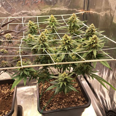 Jack Herer growlog timeline photo