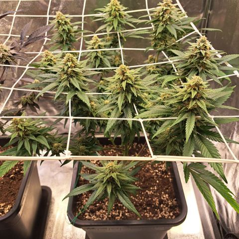 Jack Herer growlog timeline photo