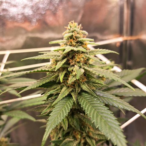 Jack Herer growlog timeline photo