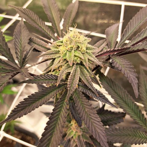 Gelato Kush growlog timeline photo