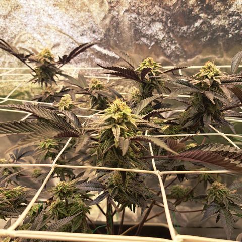 Gelato Kush growlog timeline photo