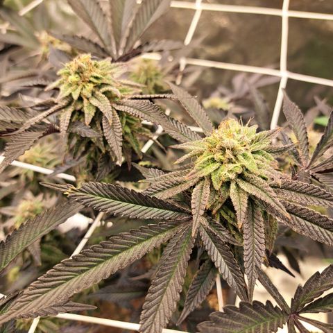 Gelato Kush growlog timeline photo