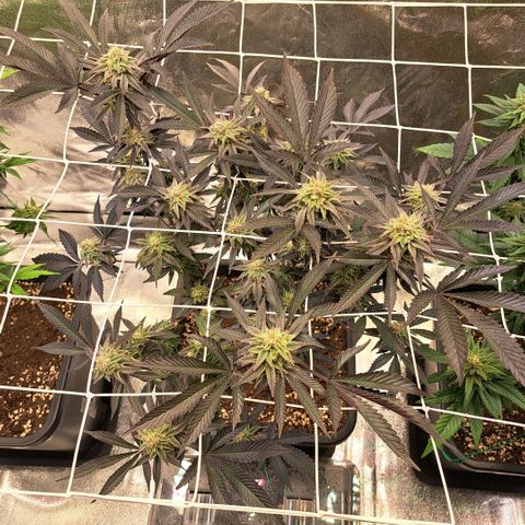 Gelato Kush growlog timeline photo