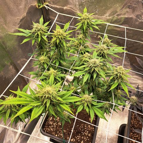 Bruce Banner growlog timeline photo