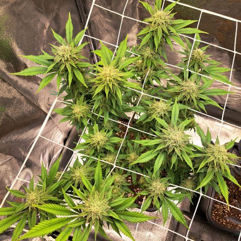 Bruce Banner growlog timeline photo