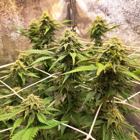 Bruce Banner growlog timeline photo