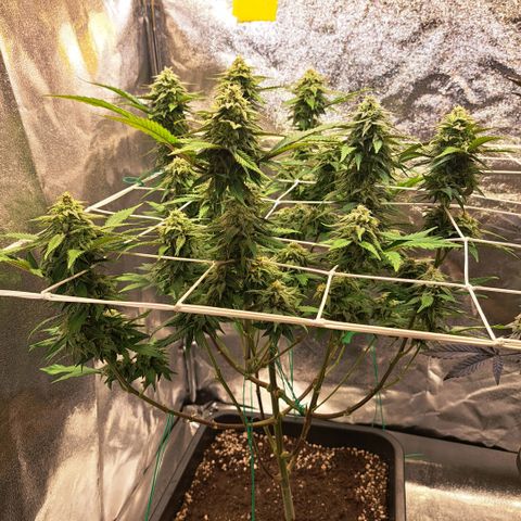 Bruce Banner growlog timeline photo