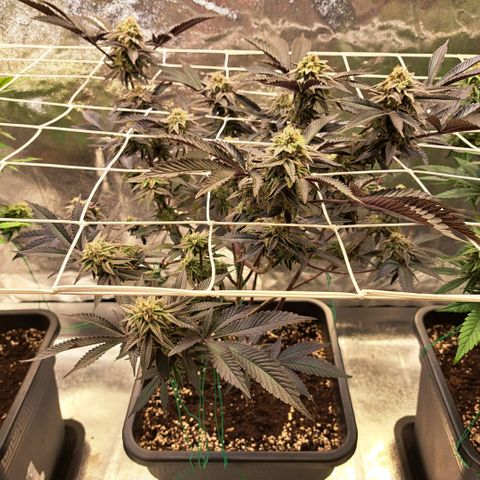 Gelato Kush growlog timeline photo