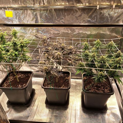 Gelato Kush growlog timeline photo