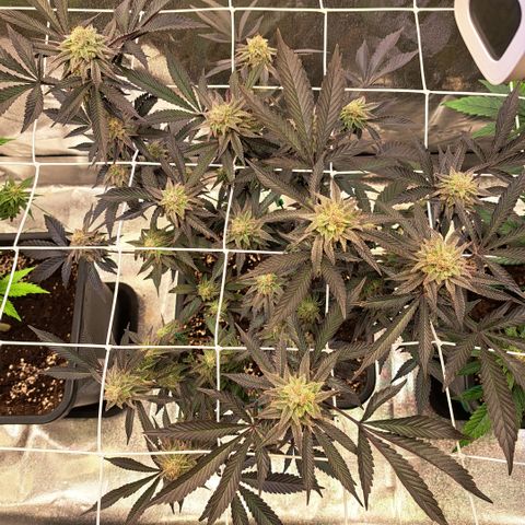 Gelato Kush growlog timeline photo