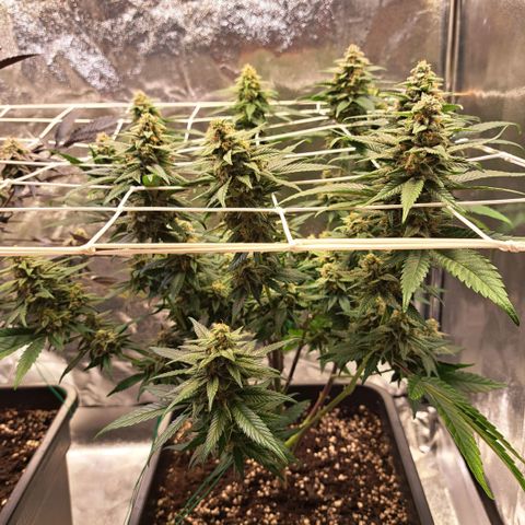 Jack Herer growlog timeline photo