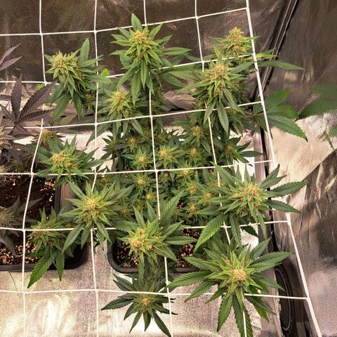 Jack Herer growlog timeline photo