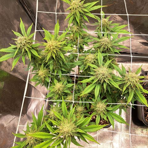 Bruce Banner growlog timeline photo
