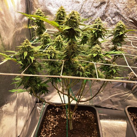 Bruce Banner growlog timeline photo