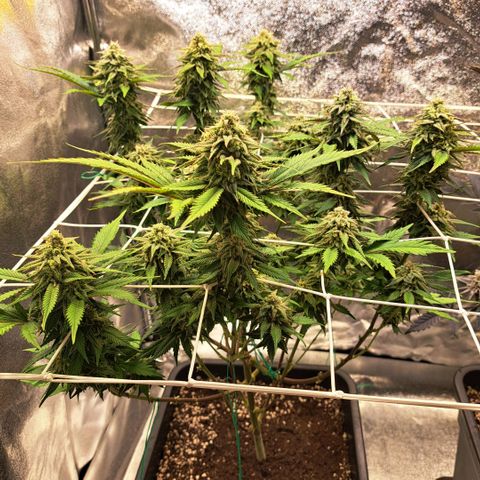 Bruce Banner growlog timeline photo