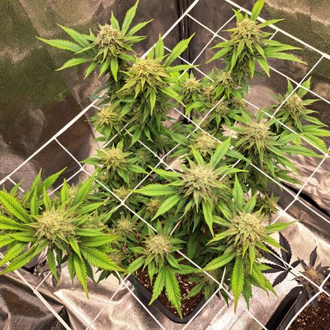 Bruce Banner growlog timeline photo