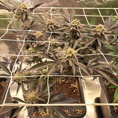 Gelato Kush growlog timeline photo