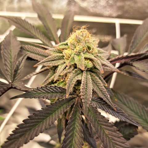 Gelato Kush growlog timeline photo