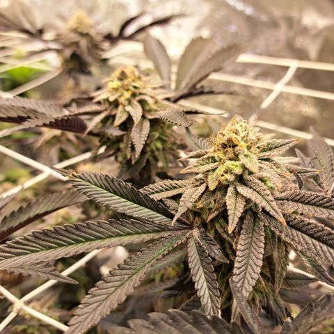 Gelato Kush growlog timeline photo