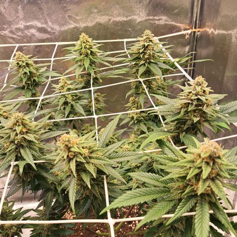 Jack Herer growlog timeline photo