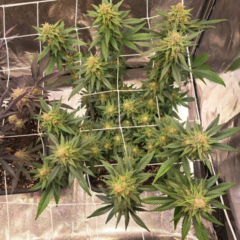 Jack Herer growlog timeline photo