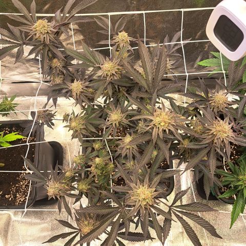 Gelato Kush growlog timeline photo