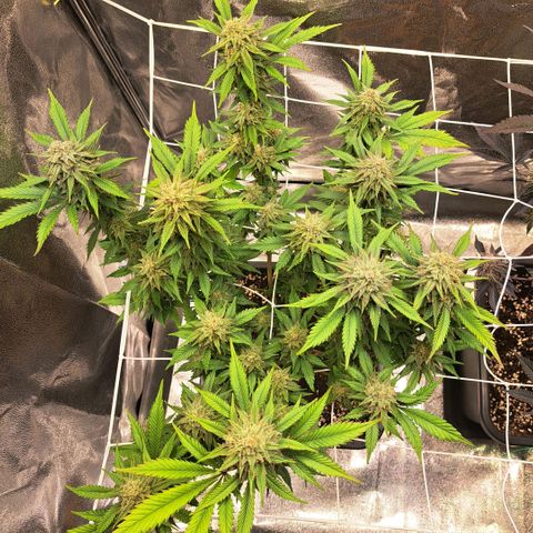 Bruce Banner growlog timeline photo