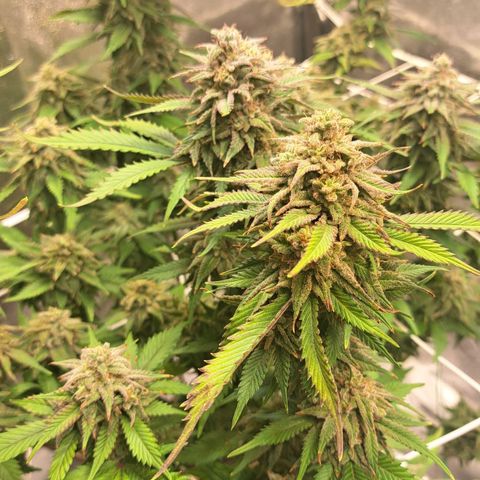 Bruce Banner growlog timeline photo