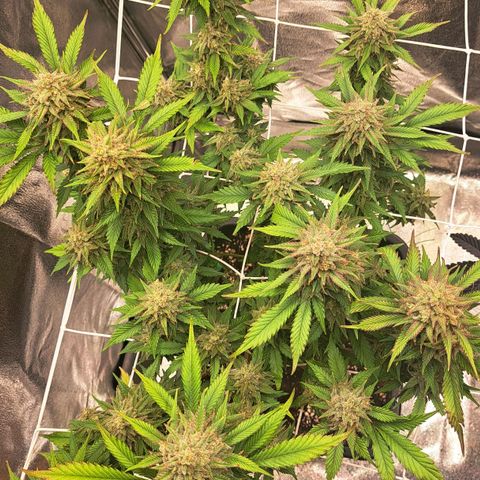 Bruce Banner growlog timeline photo